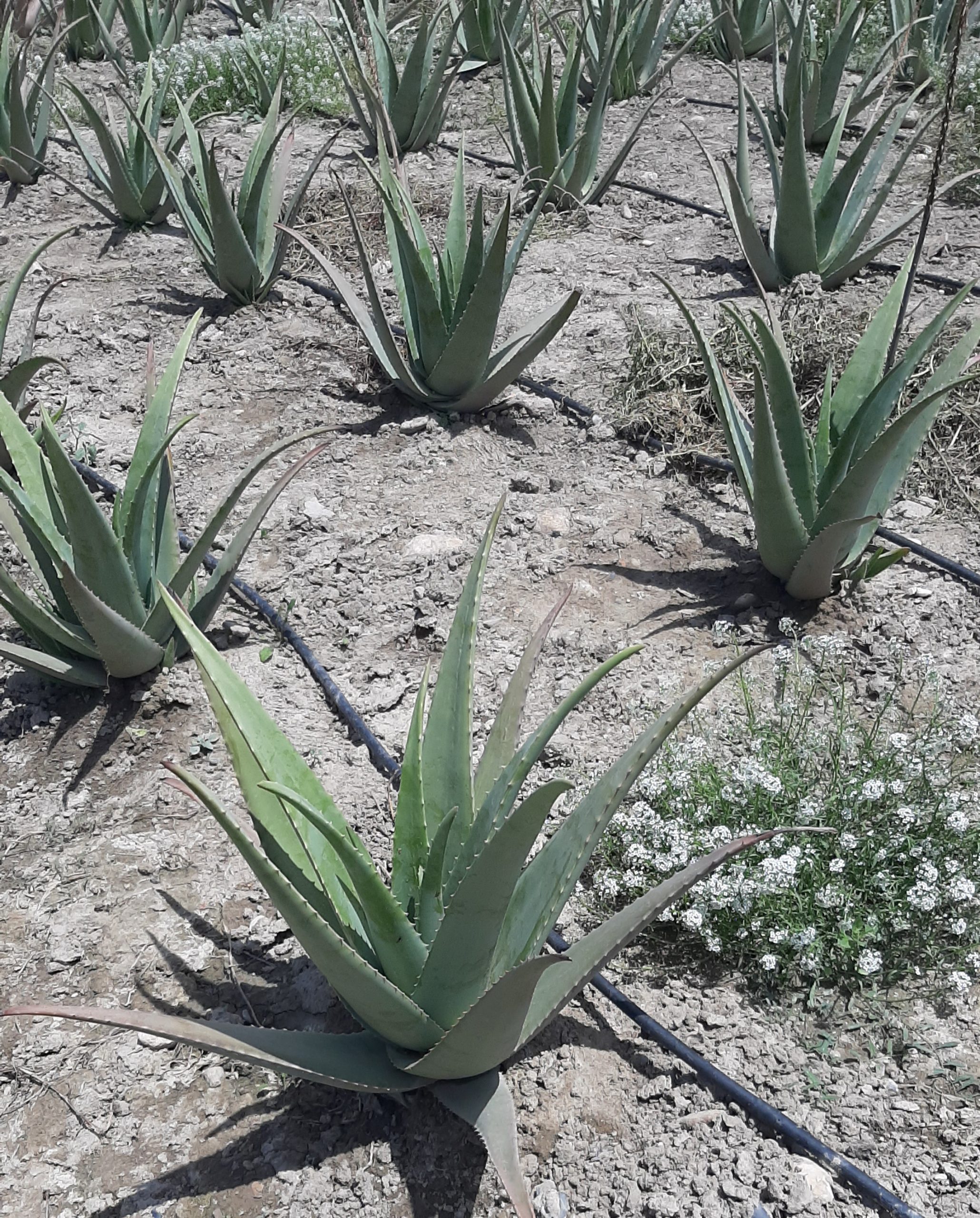 aloe aljarilla