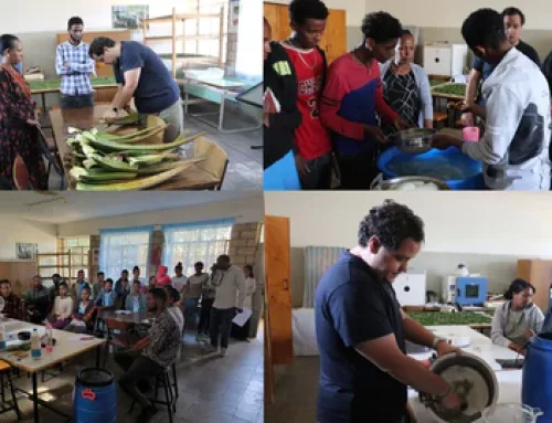 Proyecto de cooperación de Aloe Las Coronas en Etiopía